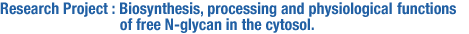 Biosynthesis, processing and physiological functions of free N-glycan in the cytosol