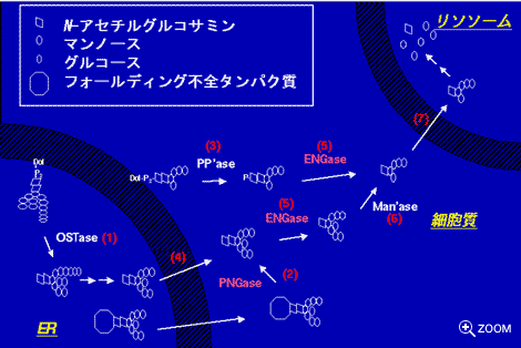 図
